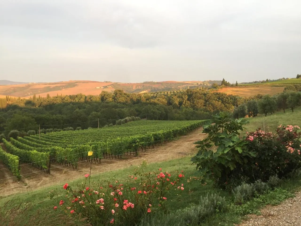 Farm stay Agriturismo Mocine Asciano Italy
